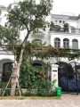 Chính chủ bán cắt lỗ căn BT Tulip 07.39, 168m2 hướng ĐN view hồ cạnh vườn hoa, giá 14.5 tỷ bao phí
