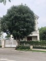 BÁN LẠI HOA SỮA VINHOMES RIVERSIDE 70TR/M2 FULL NỘI THẤT RẺ HƠN OCEAN PARK GIA LÂM, 0943489999