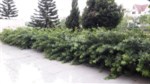 Bán biệt thự 4 tầng sân vườn, diện tích 484m2, mặt tiền 13m, lô Q khu Ciputra, Hà Nội: 0981222026