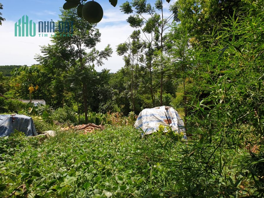 Duy Nhất Lô Đất Đẹp Sinh Lời 126m2 Phú Mãn,Quốc Oai,Hn.Lh Tiến Mai 0586229999