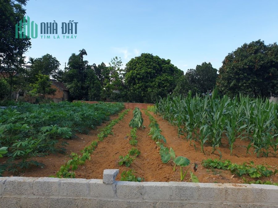 Cần tiền bán gấp lô đất chính chủ có sổ 321 m2 tại Phú Cát,Quốc Oai,HN.LH Tiến Mai 0586229999