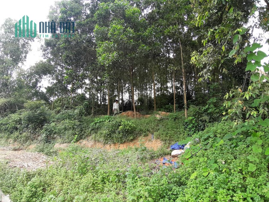Chính chủ cần bán 1000m2 đất gần UBND xã Tân Quang, Sông Công