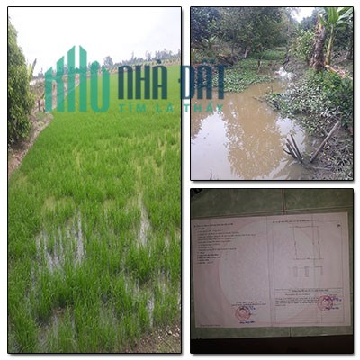 Chính chủ bán lô đất ruộng và vườn tại đường kênh 13 Ấp 1, Thạnh Lộc, Cai Lậy, Tiền Giang,