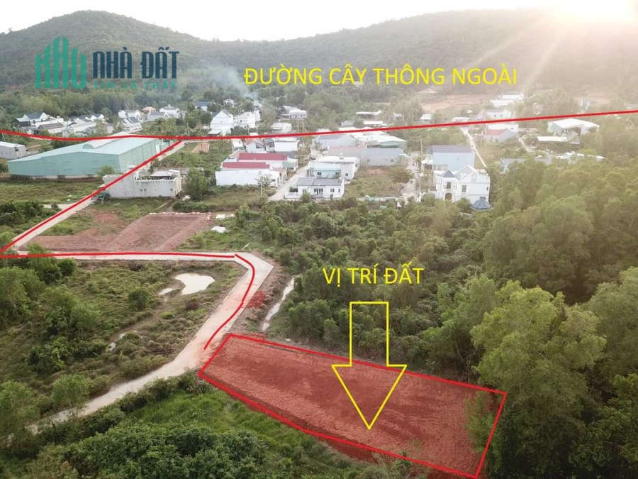 504m2 cây thông ngoài vị trí đẹp cần bán