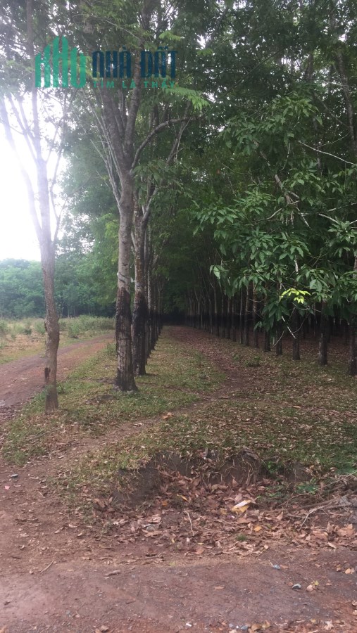 8HA xã quang minh rất đẹp