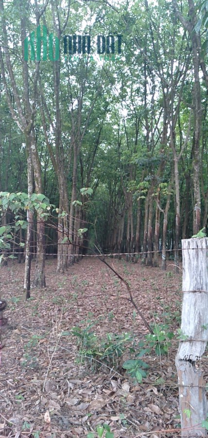 8HA xã quang minh rất đẹp