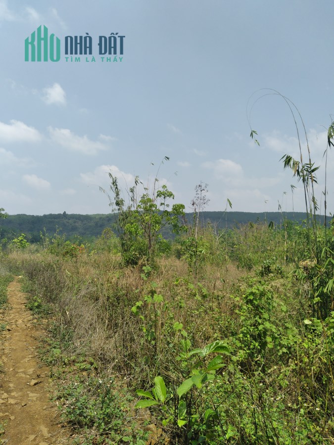 45HA - CÓ SẴN CHỦ TRƯƠNG TRANG TRẠI
