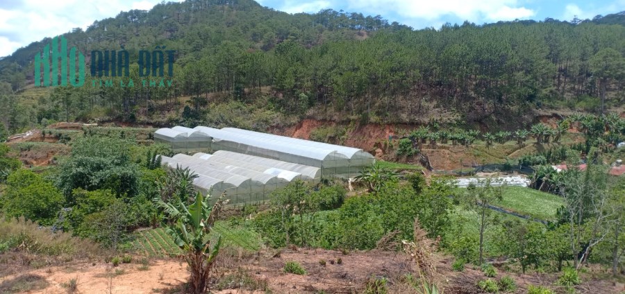 Bán 2,146.2 m2 đất, gần suối Bảo Đại, Cổng Mặt Trời, đường Trần Thái Tông Phường 11 TP. Đà Lạt