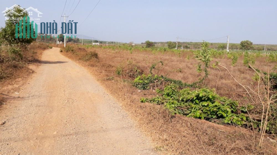 Đất Mẫu CLN Xã Tiến Thành - Phan Thiết - Bình Thuận