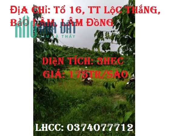 Bán đất vị trí đẹp tại Lâm Đồng Neo Đơ, Tổ 16, TT Lộc Thắng, Bảo Lâm, Lâm Đồng, 0374077712