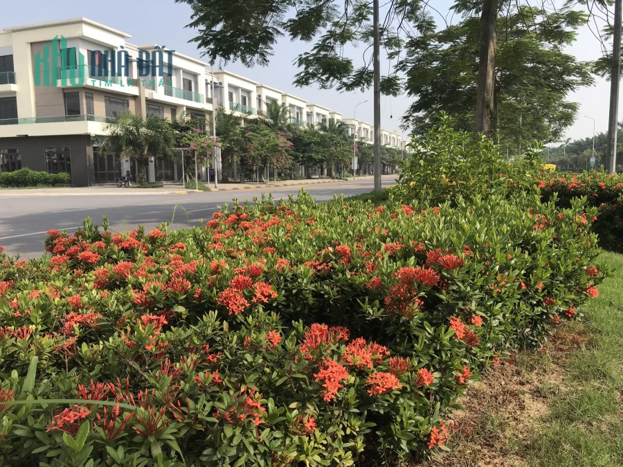 Căn SH1 hướng nam centa city tại Vsip Từ Sơn, giá cho nhà đầu tư