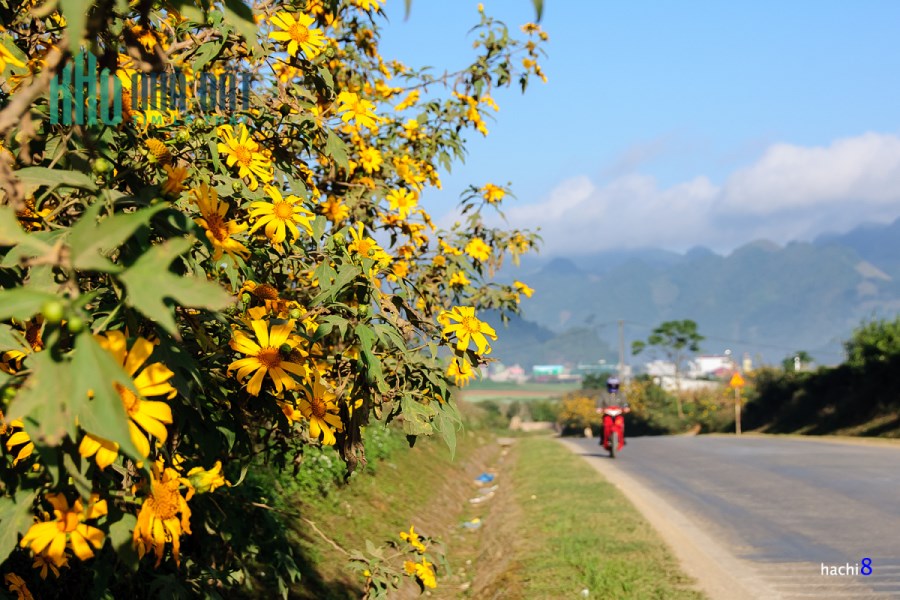 Lô  Đất Ngay Trung Tâm Mộc Châu- Đã Có Sổ Đỏ- Giá Thích Hợp Đầu Tư Đón Sóng Quy Hoạch Cao Tốc