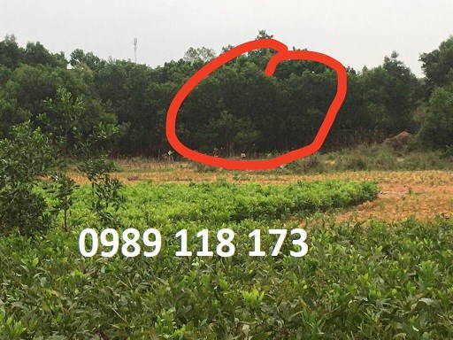 Bán đất đồi vị trí đẹp Phù Ninh, Phú Thọ, 890tr, 0989118173