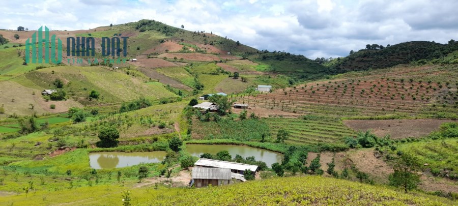 10ha đất Mộc Châu dành cho các nhà đầu tư giá cực đẹp