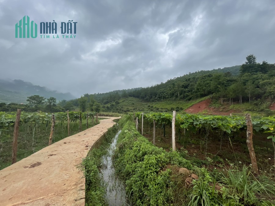 Cần  bán 5,444m đất tại Bản Vặt Mộc Châu - khí hậu quanh năm mát mẻ