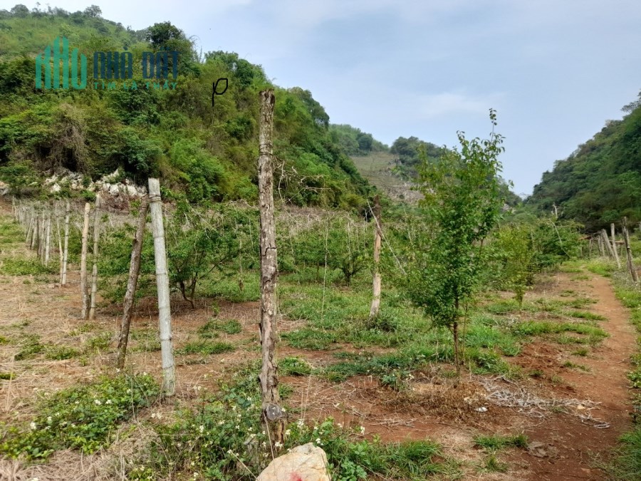 Bán ngay 4000m2 đất tại Đông Sang, Mộc Châu thích hợp làm homestay, trang trại