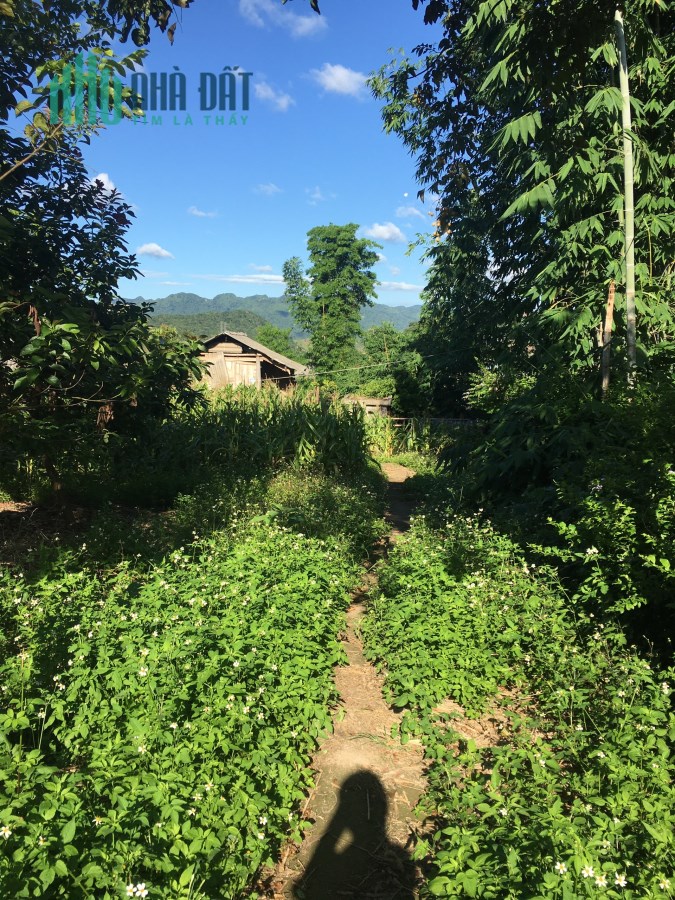 Bán ngay lô đất tại Mộc Châu diện tích 2000m2 thích hợp làm homestay/farmstay