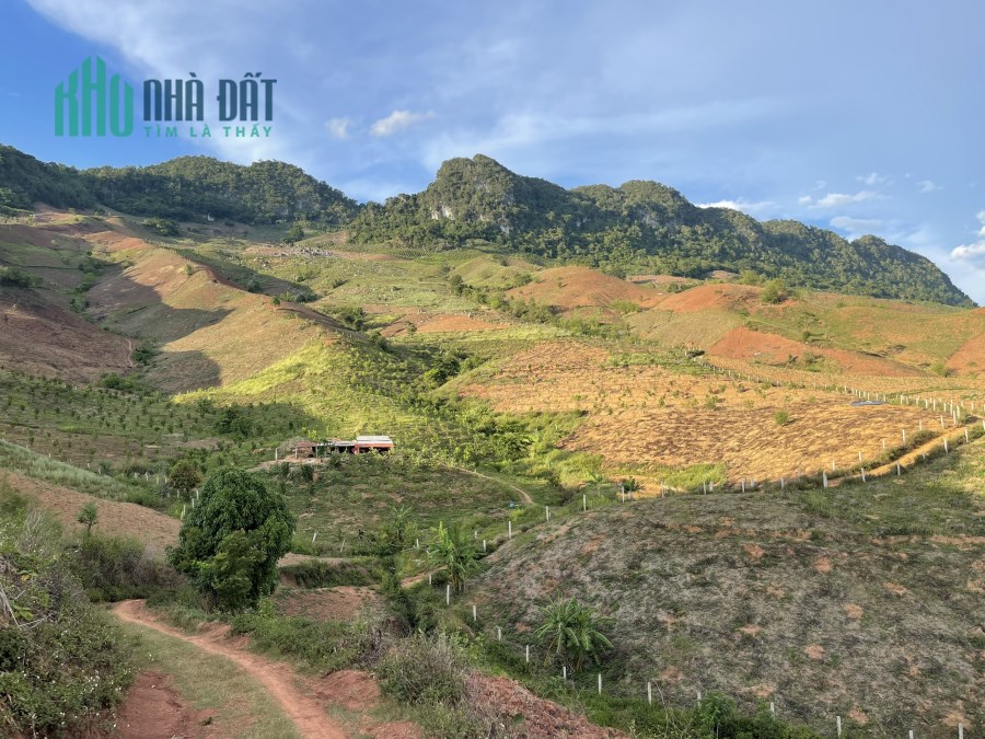Bán mảnh đất Mộc Châu rộng 7ha, giá đẹp cho các nhà đầu tư