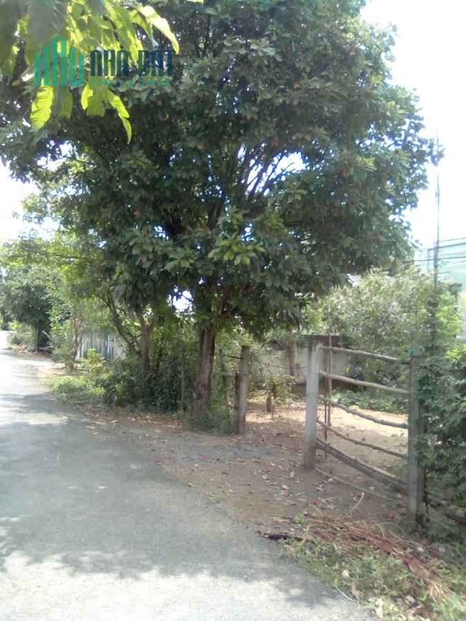 Chính chủ bán 905m2 đất Ấp Bến Tranh, Định An, Trà Cú, Trà Vinh, SHR, 750tr. Lh:0962979113