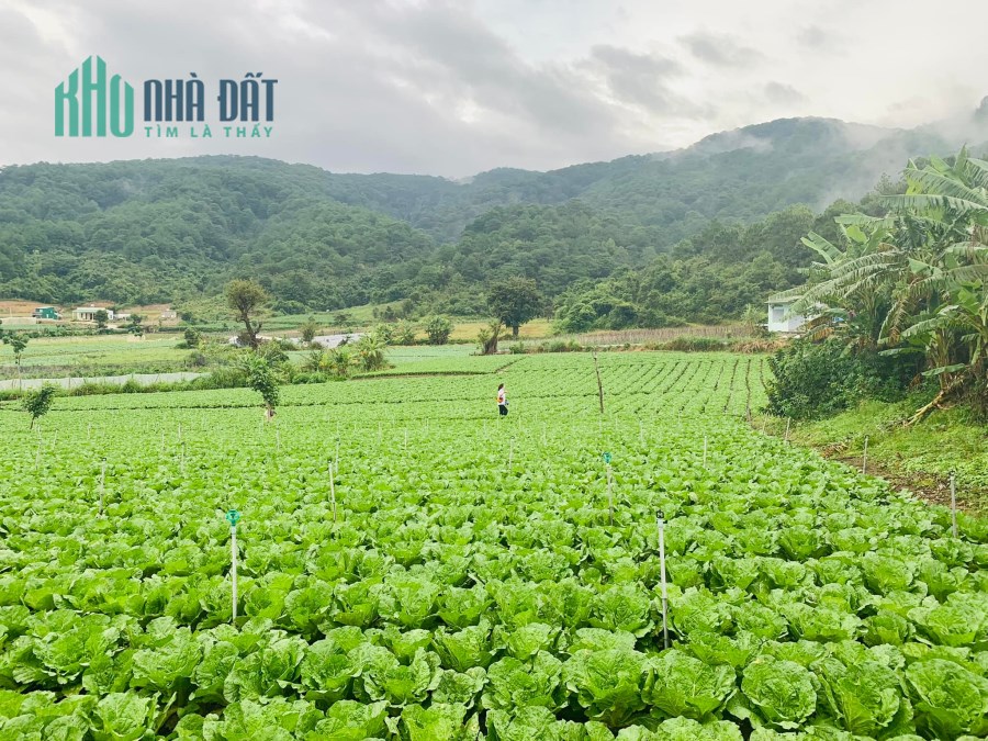 Đất sào giá rẻ tại vùng ven Đà Lạt - Quảng Lâp - Ka Đô - Thạnh Mỹ