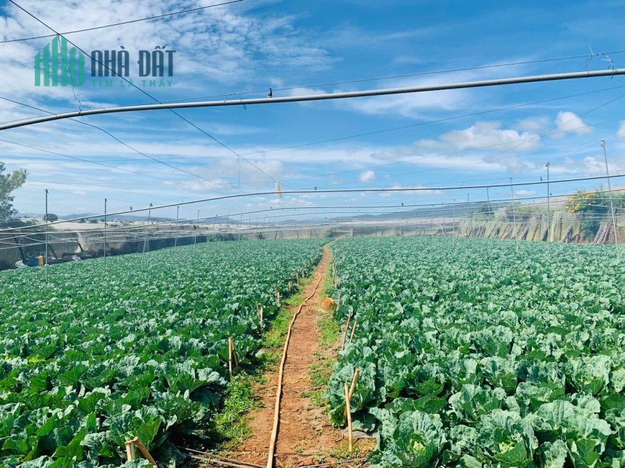 Đất sào vùng ven Đà Lạt giá rẻ tại Ka Đơn.