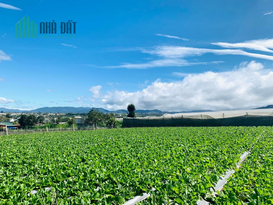 Đất sào giá rẻ vùng ven Đà Lạt tại Đơn Dương, Lâm Đồng