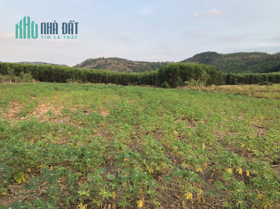 4,3 sào 125m mặt tiền Tân Phúc Hàm Tân 1,6 tỷ