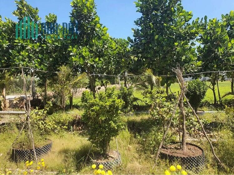 3,4công vườn ấp 3,Tam Hiệp,Châu Thành,Tiền Giang