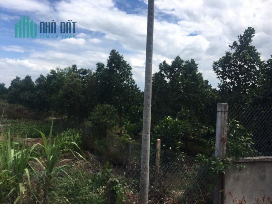 5,8hecta Lộ Mới,thị trấn Mỹ Phước,Tân Phước,Tiền Giang