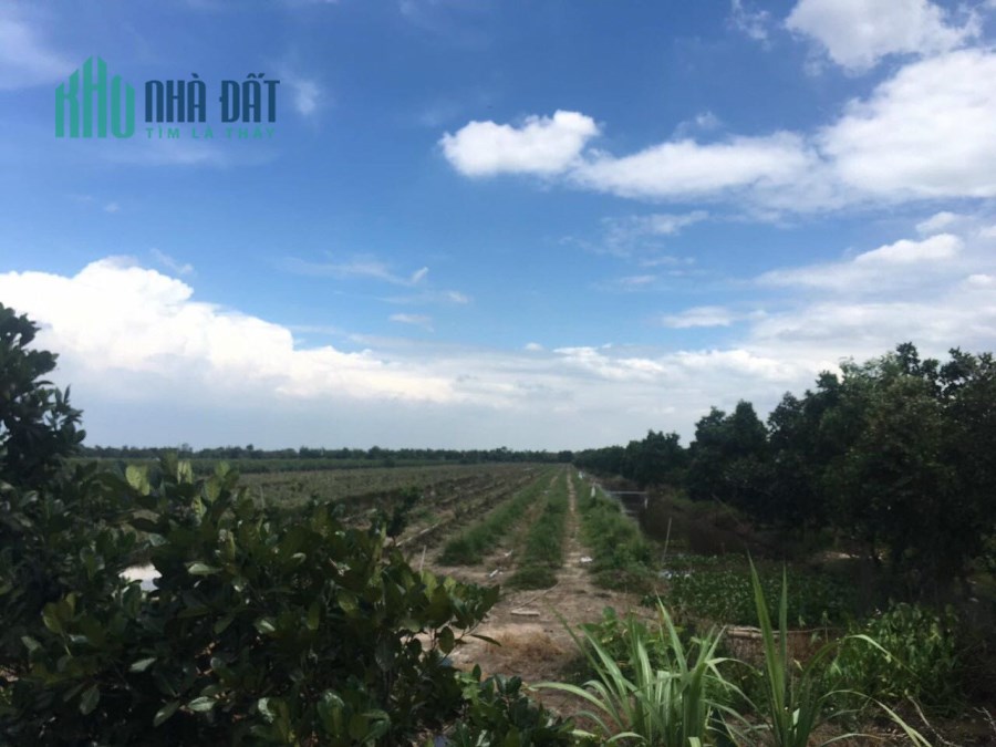 5,8hecta Lộ Mới,thị trấn Mỹ Phước,Tân Phước,Tiền Giang