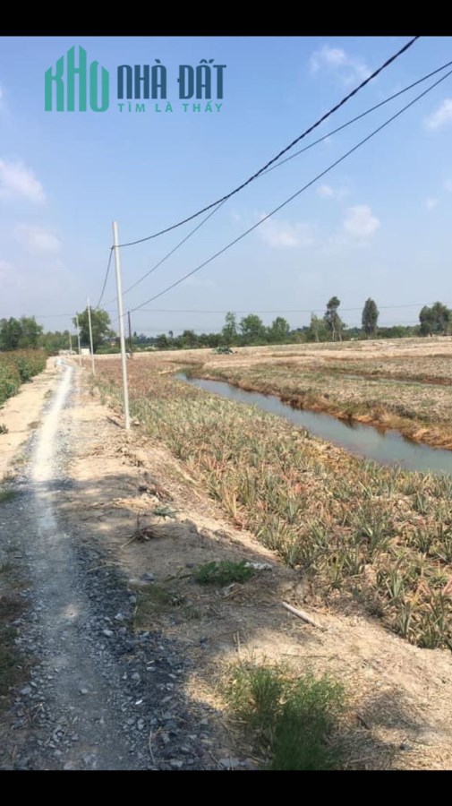 8 hecta đường đông kênh 17,Thạnh Mỹ,Tân Phước,Tiền Giang
