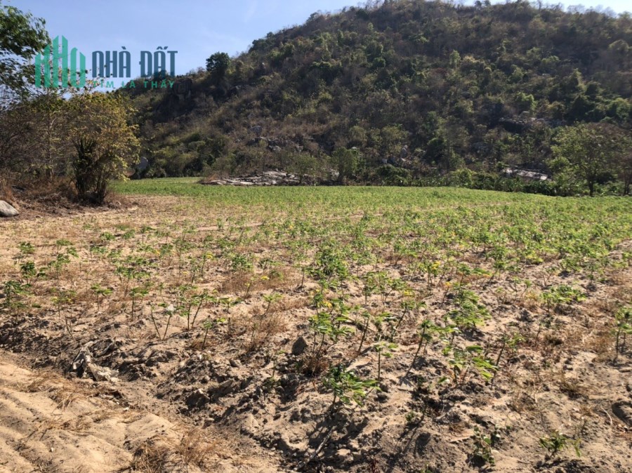 4,3 mẫu sát nhựa liên xã 1.6 tỷ/ mẫu Tân Phúc Hàm Tân