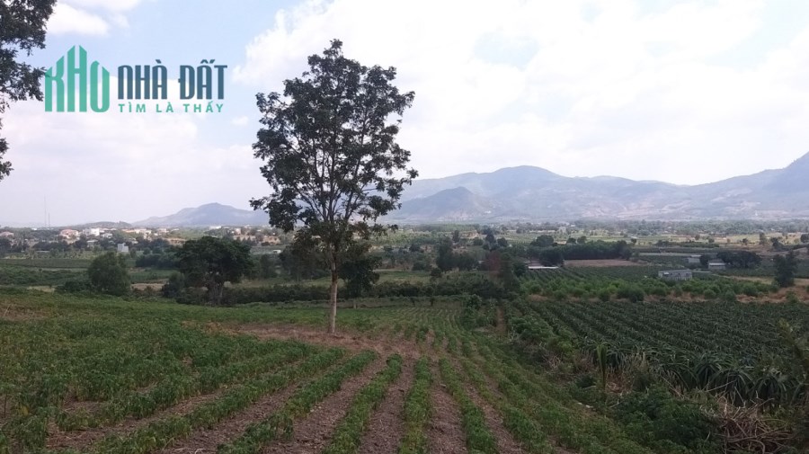 1,4 mẫu 8,5 tỷ Đường Phan Đình Phùng Tân Nghĩa Hàm Tân