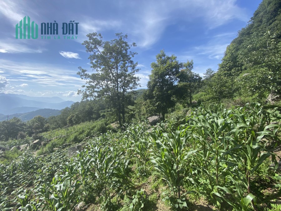 Bán cắt lỗ mảnh đất hơn 3500m2 tại Ngải Thầu có view săn mây siêu đỉnh