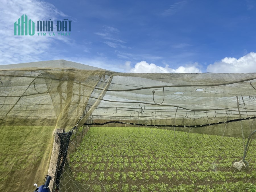 Cần bán Gấp 2200m2 Quảng lập, Đơn Dương, Lâm Đồng. ngang 37m dài 60m có 100m2 thổ cư