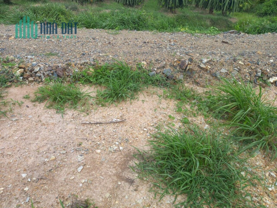 Đất BDS Tân Nghĩa Hàm Tân 3,45 sào 1,6 tỷ