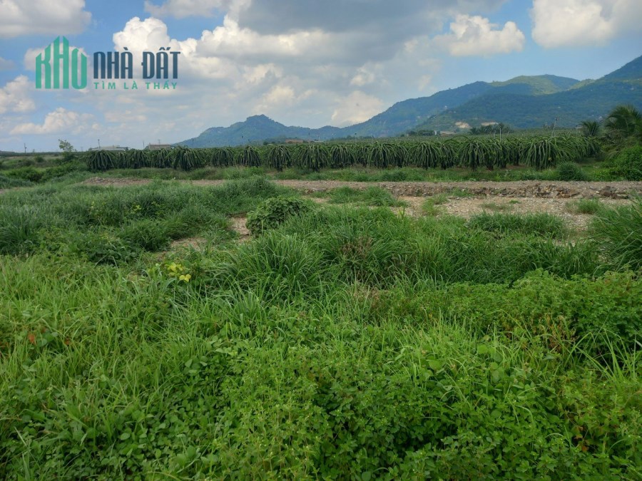 Đất BDS Tân Nghĩa Hàm Tân 3,45 sào 1,6 tỷ