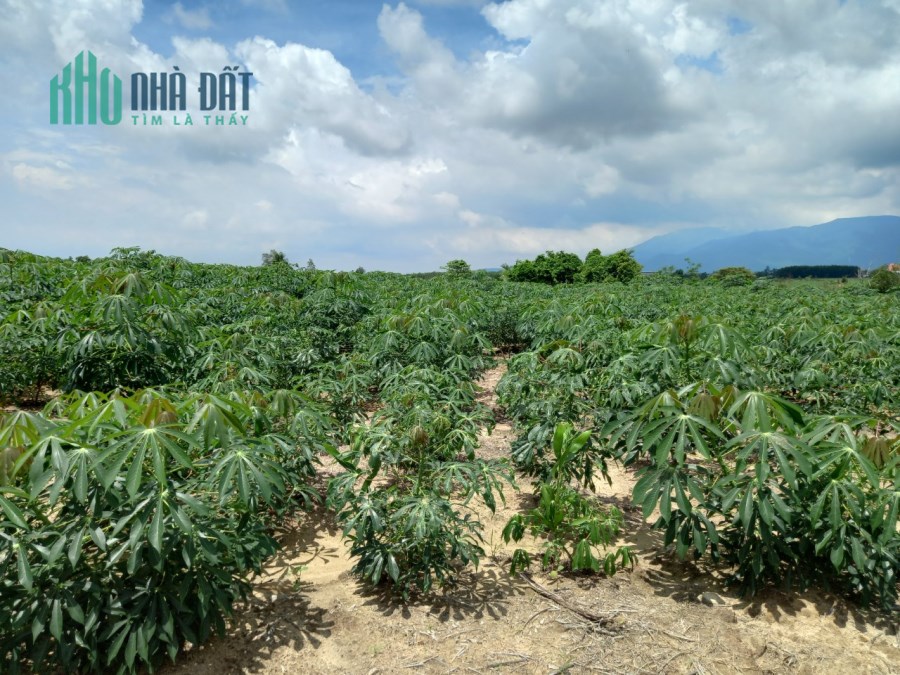 Tân Phúc Hàm Tân Bình Thuận 1 mẫu 3,8 tỷ