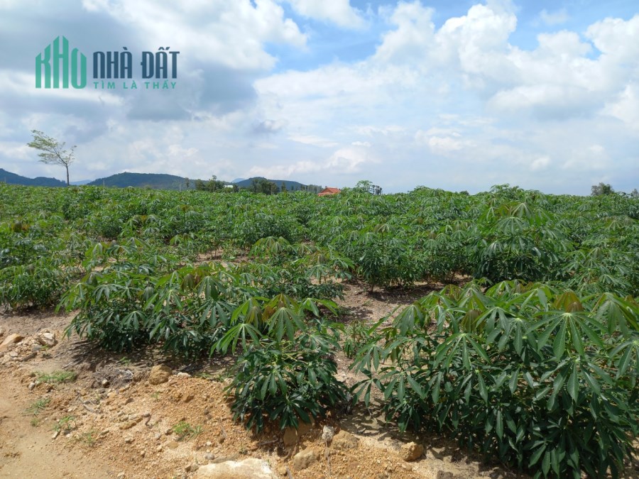 Tân Phúc Hàm Tân Bình Thuận 1 mẫu 3,8 tỷ
