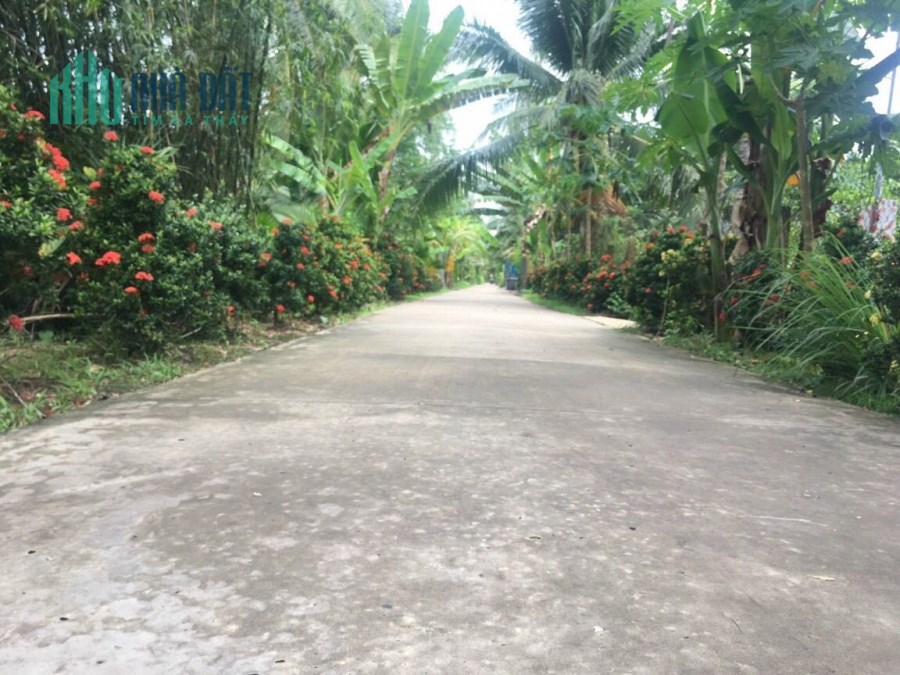 9,3 công vườn ấp Vĩnh Phú,Vĩnh Kim,Châu Thành,Tiền Giang