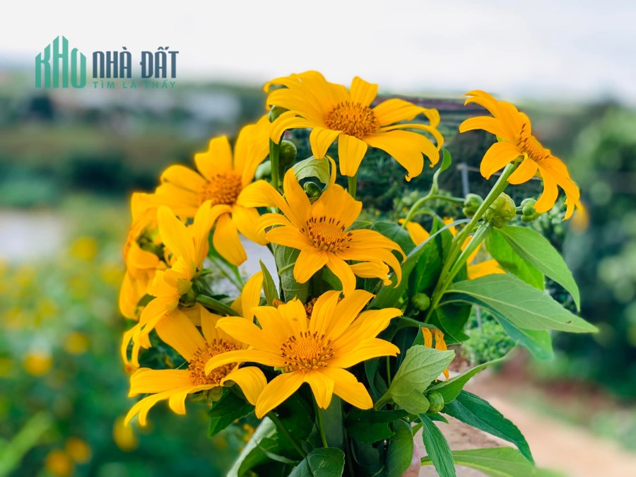 Chính chủ cần bán đất  nghỉ dưỡng view sông Đa Nhim hơn 500m2 tại Đạ Ròn, Đơn Dương