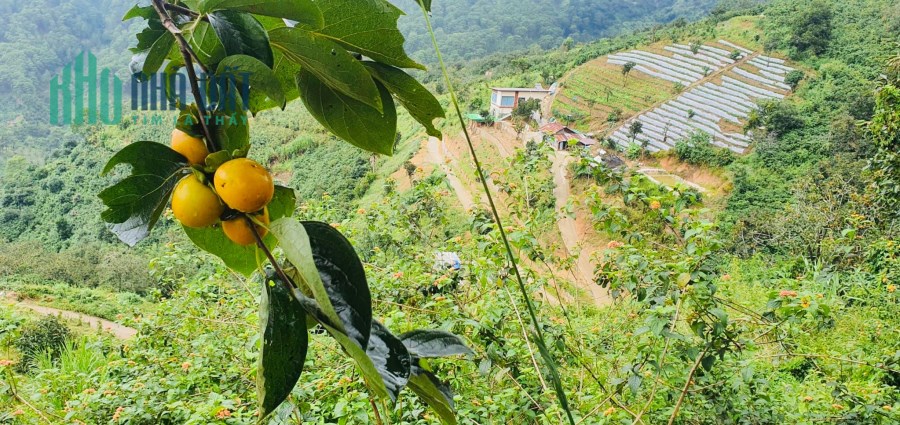 Đất nghỉ dưỡng view săn mây 500m2 tại Trạm Hành, Lâm Đồng