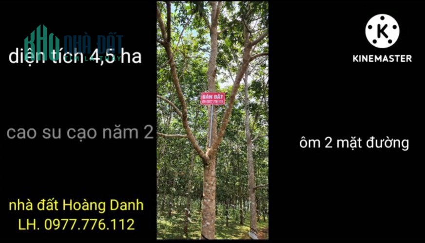 Cần bán lô đất cao su bazan 4.5Ha ôm 2 mặt tiền huyện CHƯ PRÔNG - GIA LAI