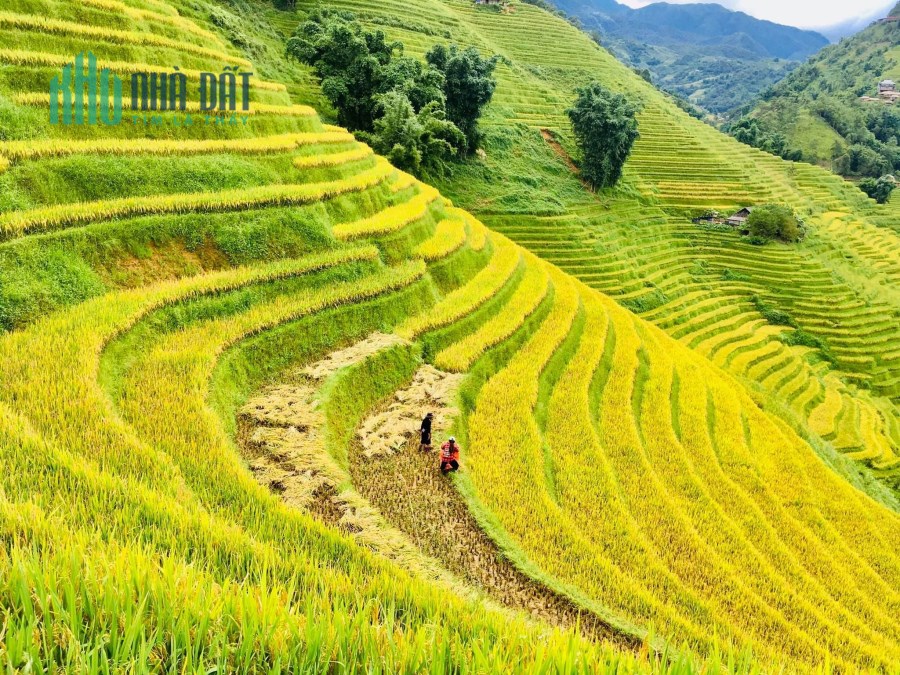 Đất Nền SAPA Đón Sóng Cao Tốc,  Bán Lô Đất 2000M View Săn Mây Bao Trọn Tả Phìn