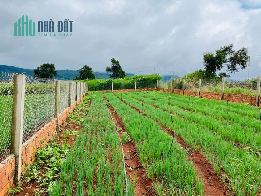 Cần tiền bán 270m2 (10mx27m), 100m2 thổ cư vùng ven Đà Lạt tại Thạnh Mỹ, Đơn Dương, Lâm Đồng