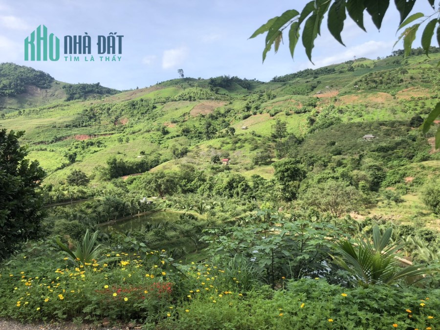 Bán 1.3ha đất bìa đỏ tại Mộc Châu Sơn La. 6.3 tỷ. LH:0946692359
