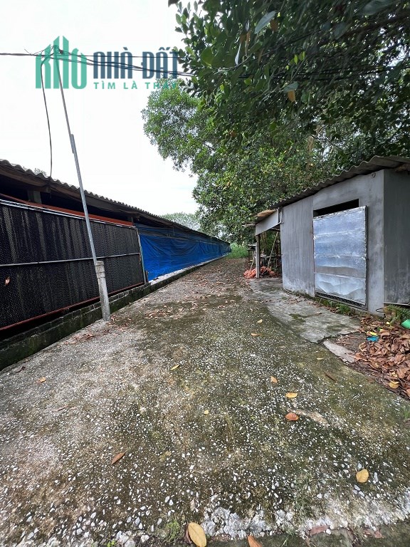 CHÍNH CHỦ BỐ MẸ EM CẦN BÁN MẢNH ĐẤT TRANG TRẠI TẠI SƠN CẨM - THÁI NGUYÊN