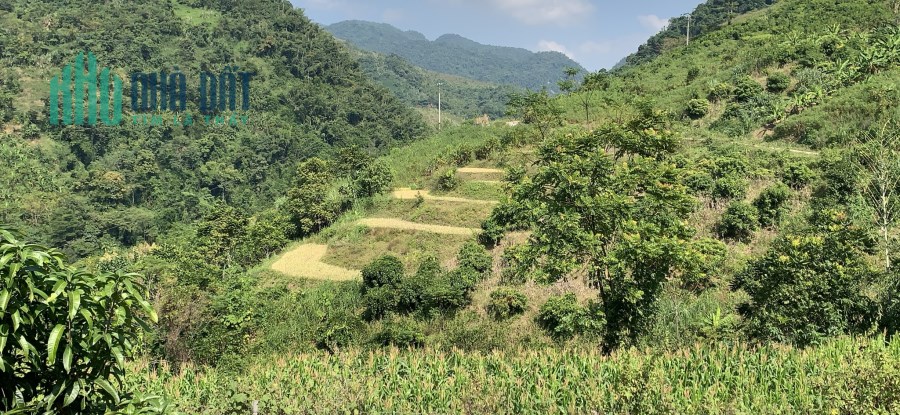 Cần bán mảnh đất 2.1 ha tại mộc châu, có 400m2 thổ cư, gía chỉ 1,x tỷ