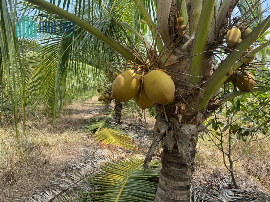 Đất Long An Giá Rẻ -  Sổ Sẵn – Công Chứng Ngay