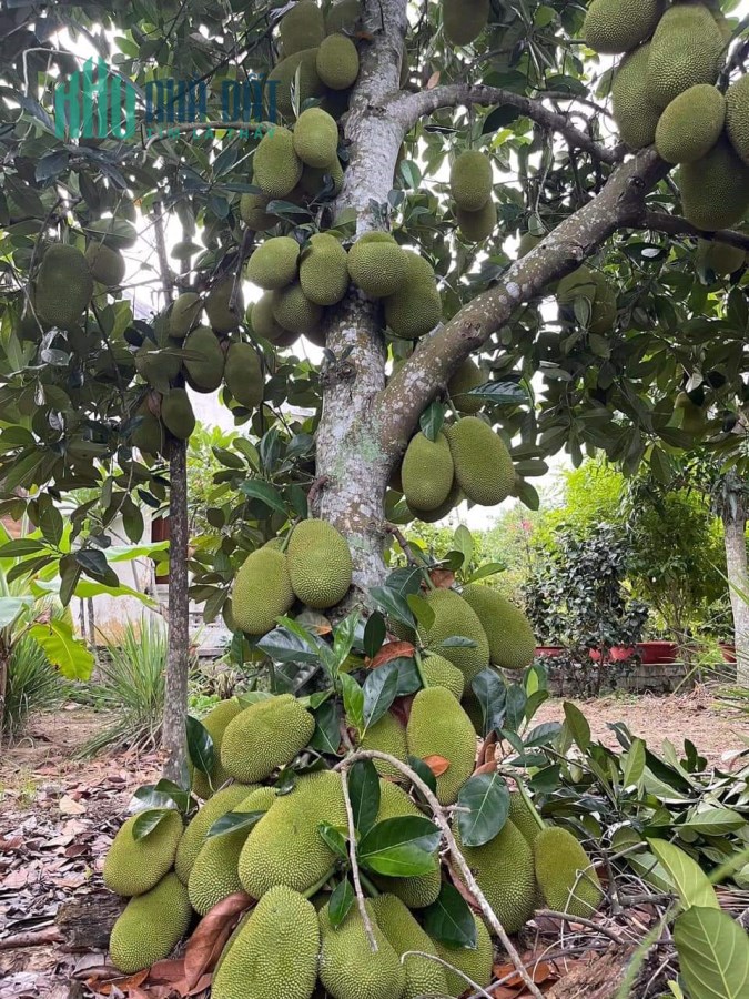 Bán Lô Đất Thôn Phước Hạ - Phước Đồng